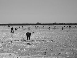 250px-France_-_Passage_du_Gois_-_pêche_à_pied.jpg