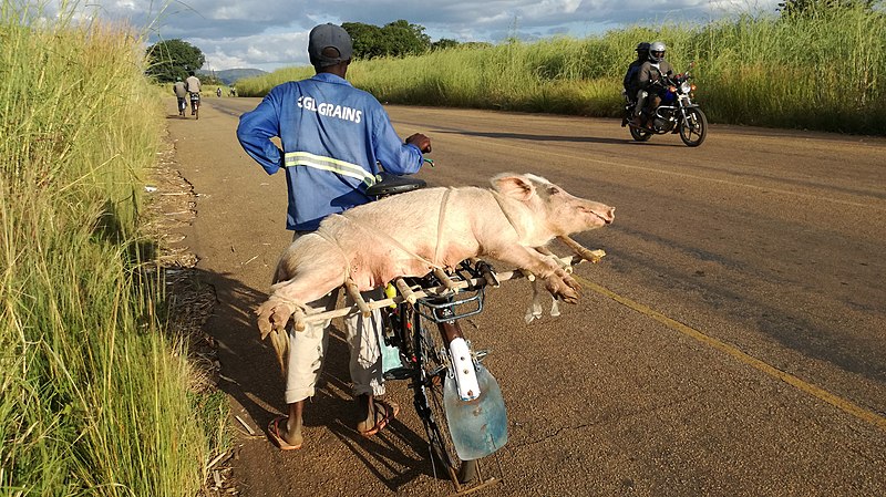 800px-A_Man_Carrying_a_Pig_on_a_Bicycle.jpg