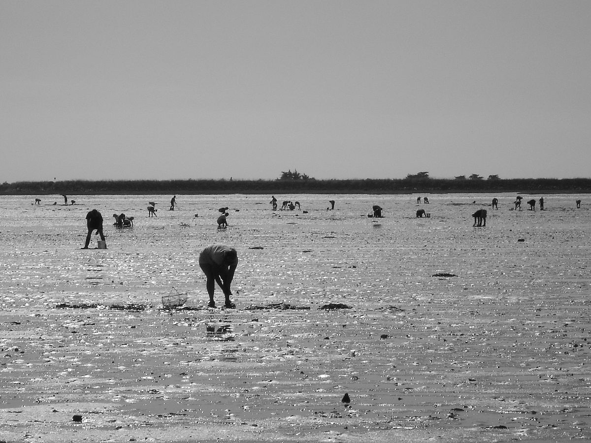 1200px-France_-_Passage_du_Gois_-_pêche_à_pied.jpg