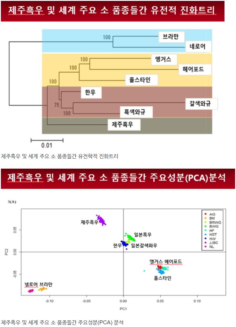 제주흑우 유전자 연구결과.PNG.jpg