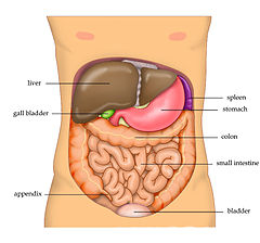 Anatomy_Abdomen_Tiesworks.jpg