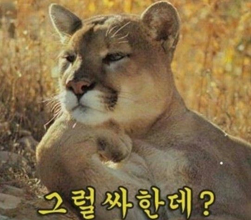 그럴싸한데.jpg