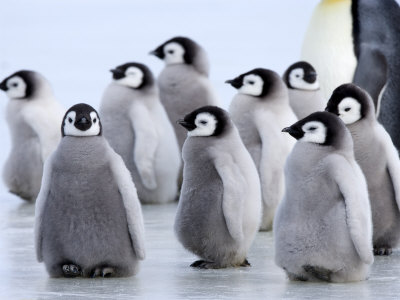 748-632-Emperor-Penguin-Chicks-Snow-Hill-Island-Weddell-Sea.jpg