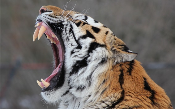 Amur-tiger-mouth-fangs-yawns_m.jpg