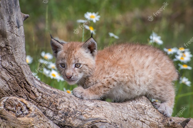 siberian-lynx-kitten-perched-on-a-log-and-surrounded-by-daisies_218530-17.jpg