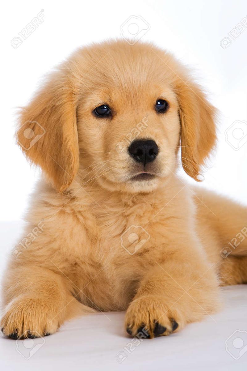 10026061-golden-retriever-puppy.jpg