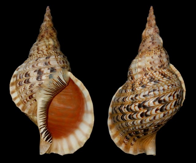 Charonia_tritonis_a1.jpg