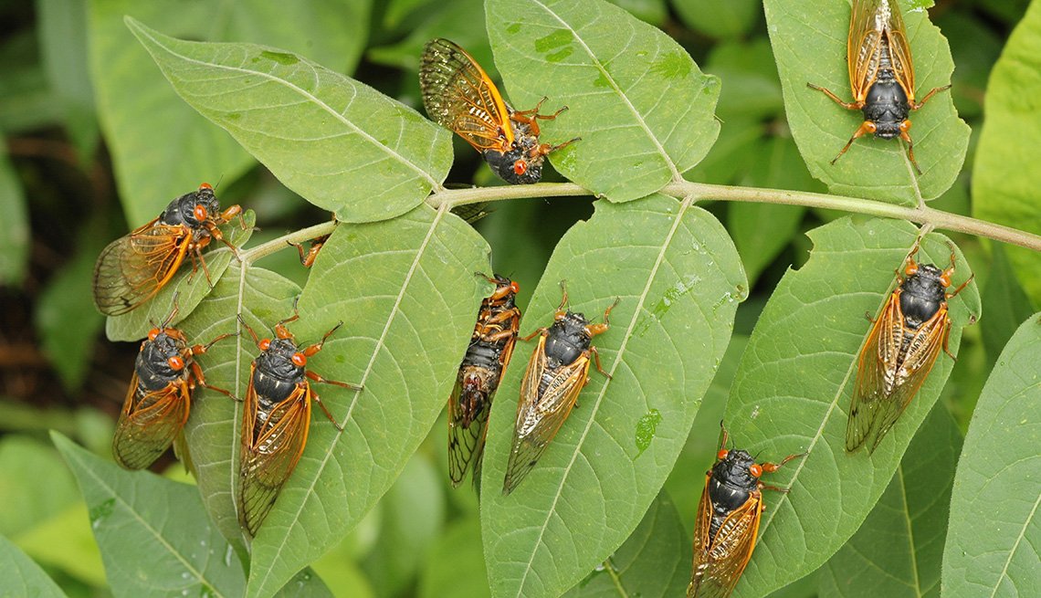 1140-cicadas-leaves.imgcache.rev.web.1140.655.jpg