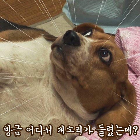 개소리.jpg