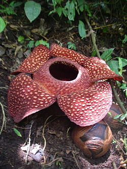 250px-Rafflesia_sumatra.jpg