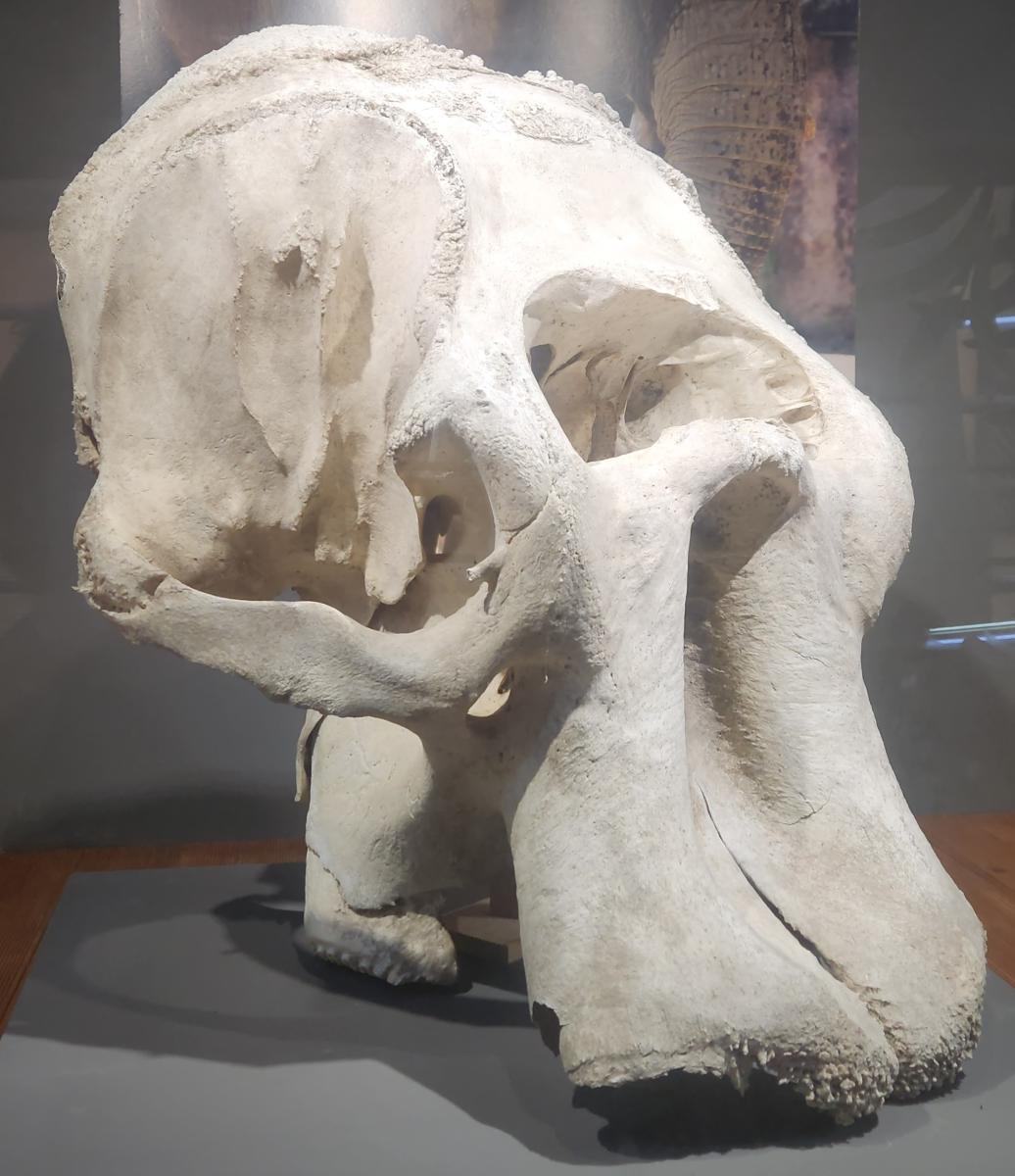 아프리카코끼리 두개골.jpg