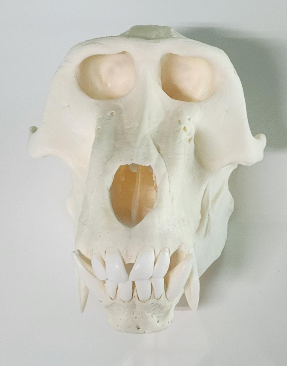개코원숭이 두개골.jpg