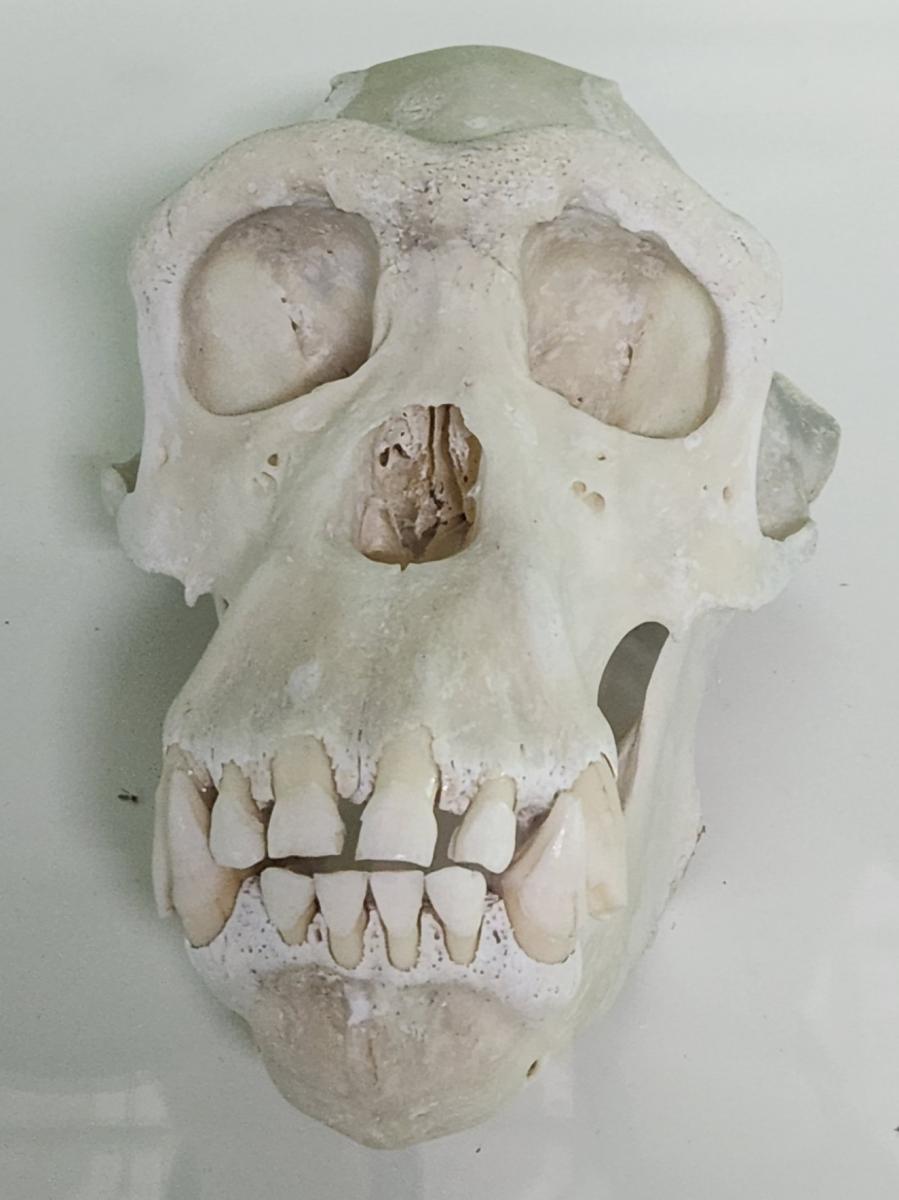 침팬지 두개골.jpg