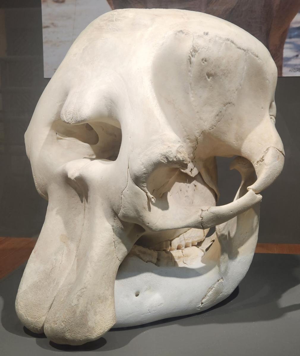 아시아코끼리 두개골.jpg