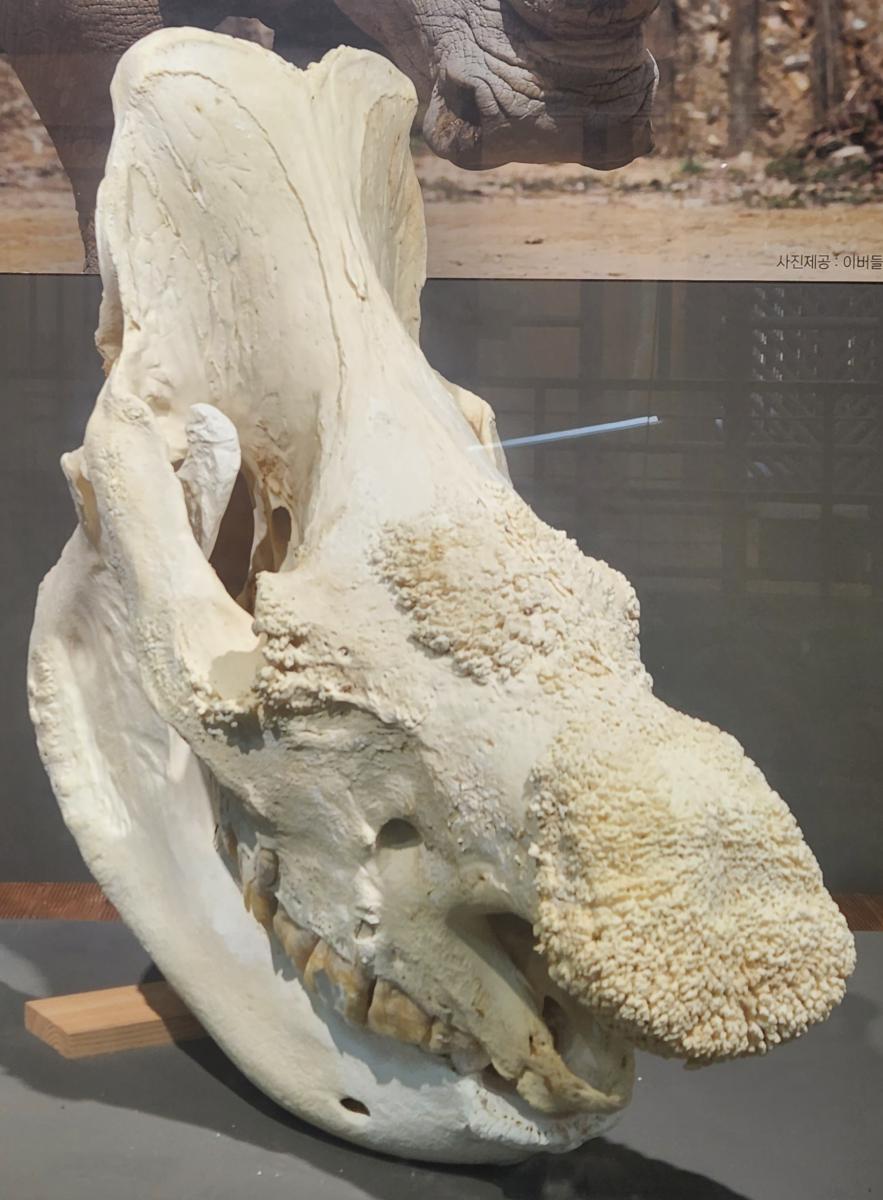 흰코뿔소 두개골.jpg